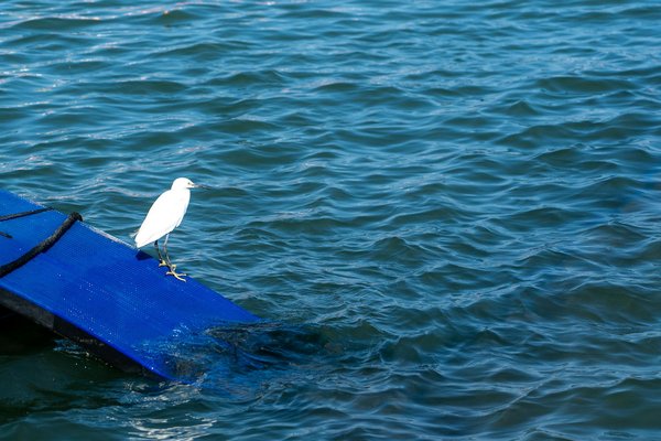 Découverte des Plantes Médicinales et des Bienfaits de la Thérapie Holistique